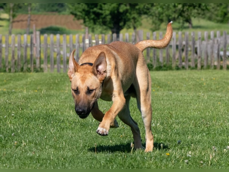 Nero sucht DRINGEND ein ZUHAUSE !