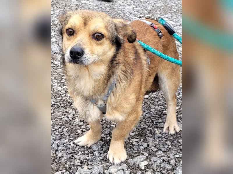 Unkomplizierter Willi sucht Kuschelsofa