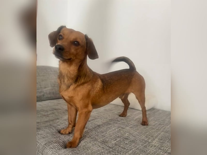 Netter kleiner Pilot sucht aktive Familie