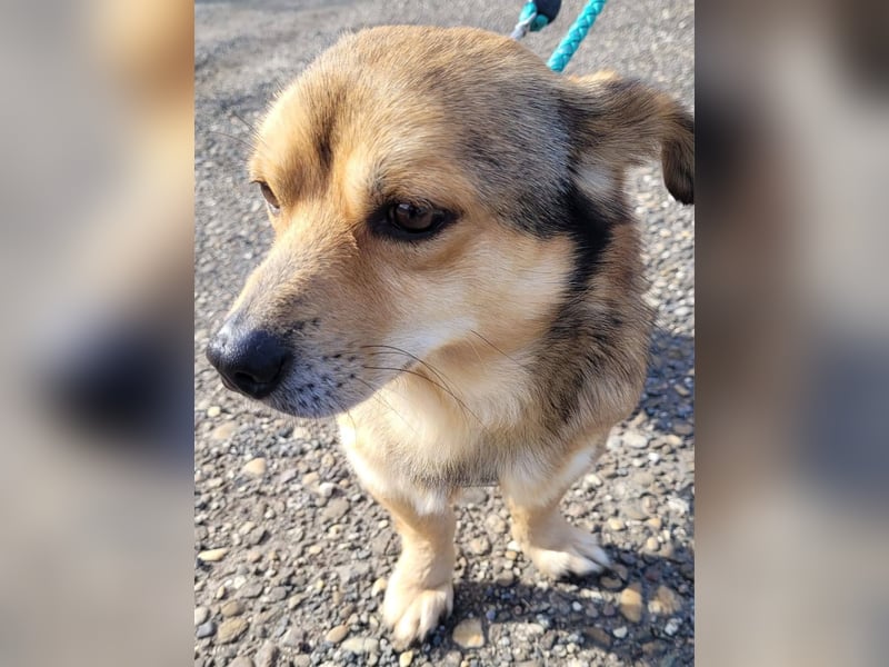 Unkomplizierter Willi sucht Kuschelsofa