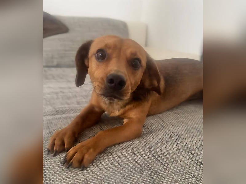 Netter kleiner Pilot sucht aktive Familie