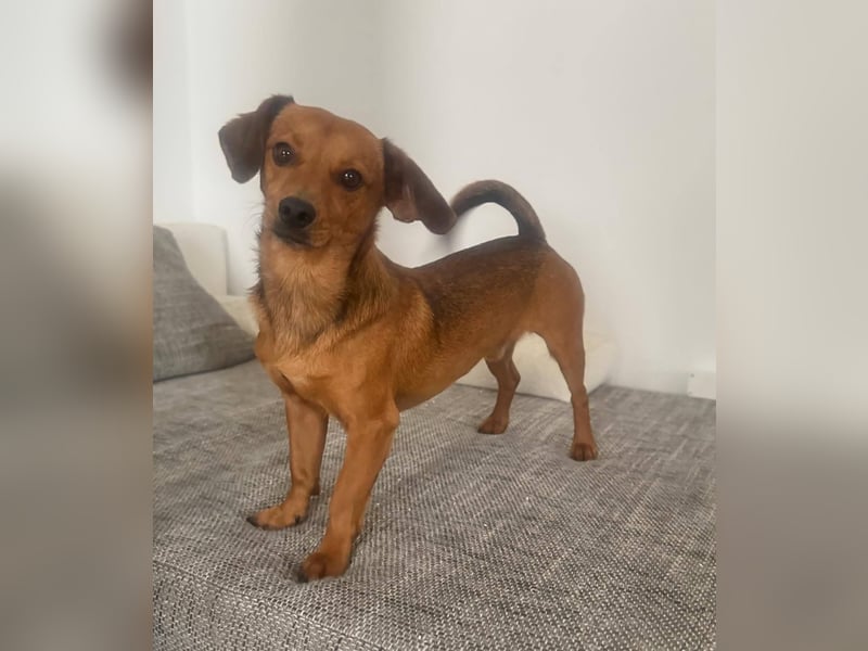 Netter kleiner Pilot sucht aktive Familie