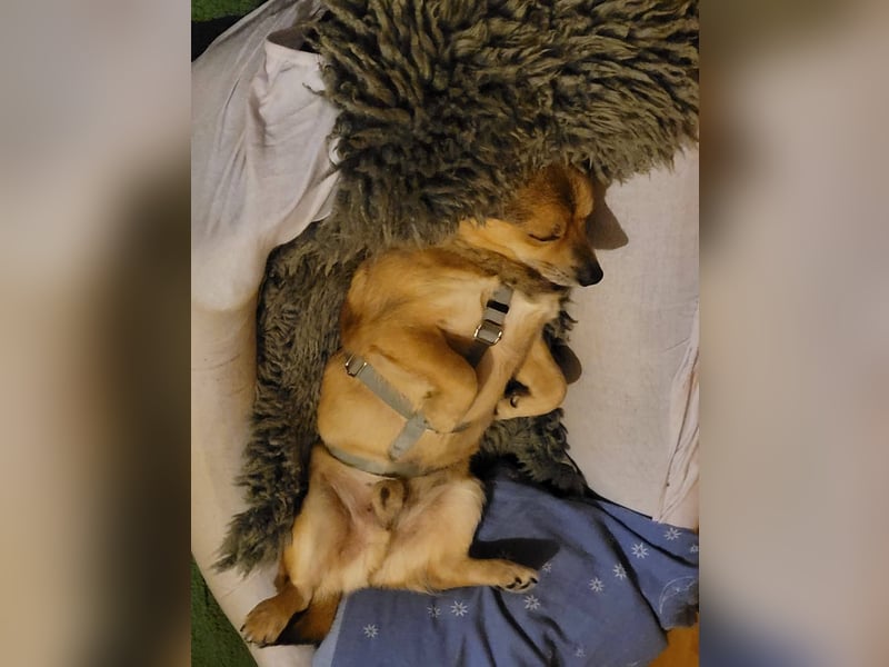 Unkomplizierter Willi sucht Kuschelsofa