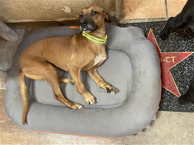 Hercules sucht ein Zuhause