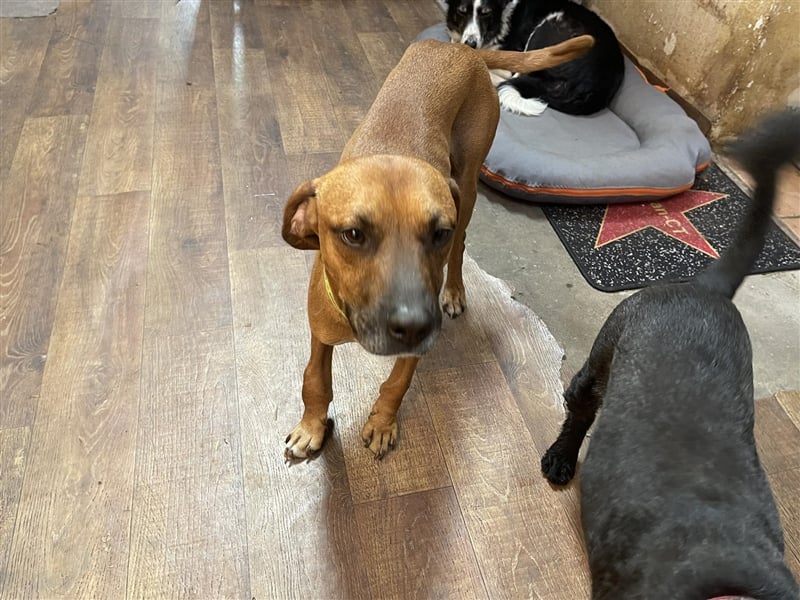 Hercules sucht ein Zuhause