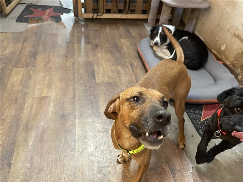 Hercules sucht ein Zuhause
