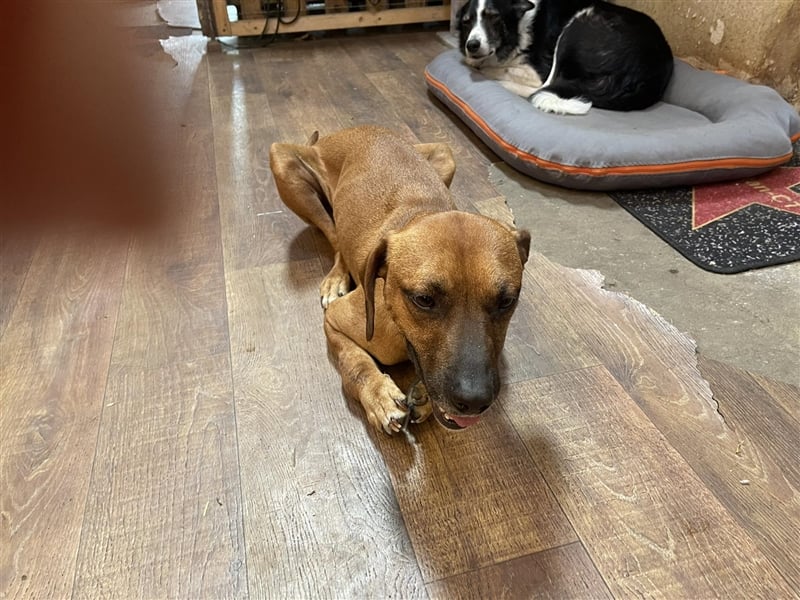 Hercules sucht ein Zuhause