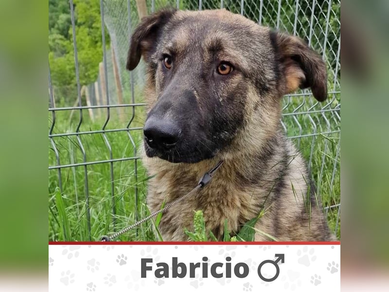 FABRICIO ❤  wartet in 52441 Linnich-Gereonsweiler auf Dich