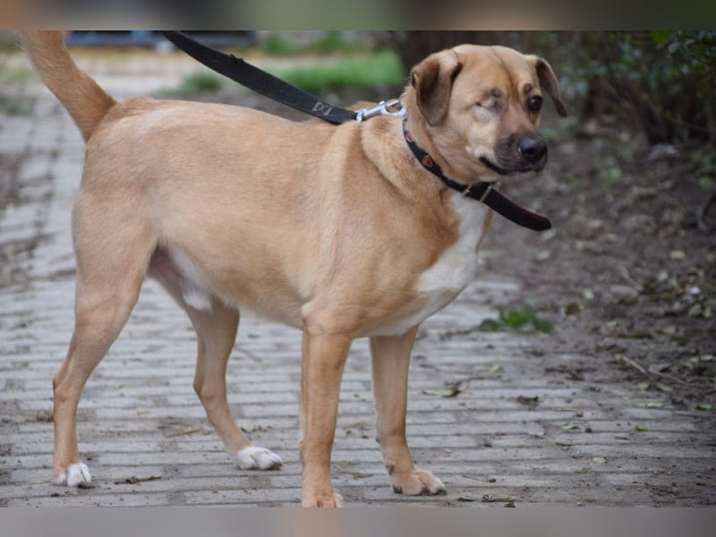 Popeye - charmanter, liebenswerter, toller Rüde