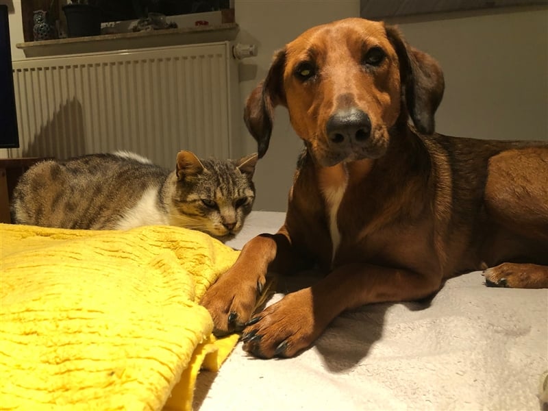 GIOVANNI sucht ein Zuhause 