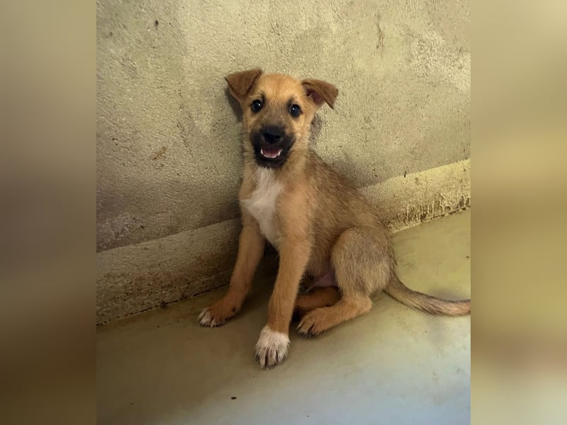 Welpe Fynn sucht ein liebevolles Zuhause und ein kuscheliges Körbchen