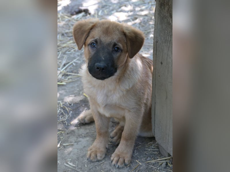 Welpe Tux sucht seine Menschen und ein kuscheliges Körbchen