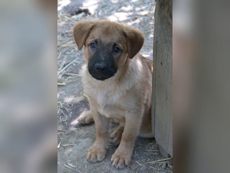 Menschenbezogener Tux sucht Familie