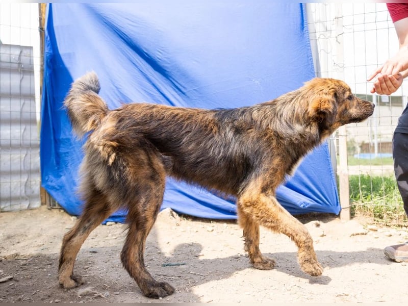 Jungrüde Puiu sucht seine Herzensmenschen - er ist so ein toller Hund !