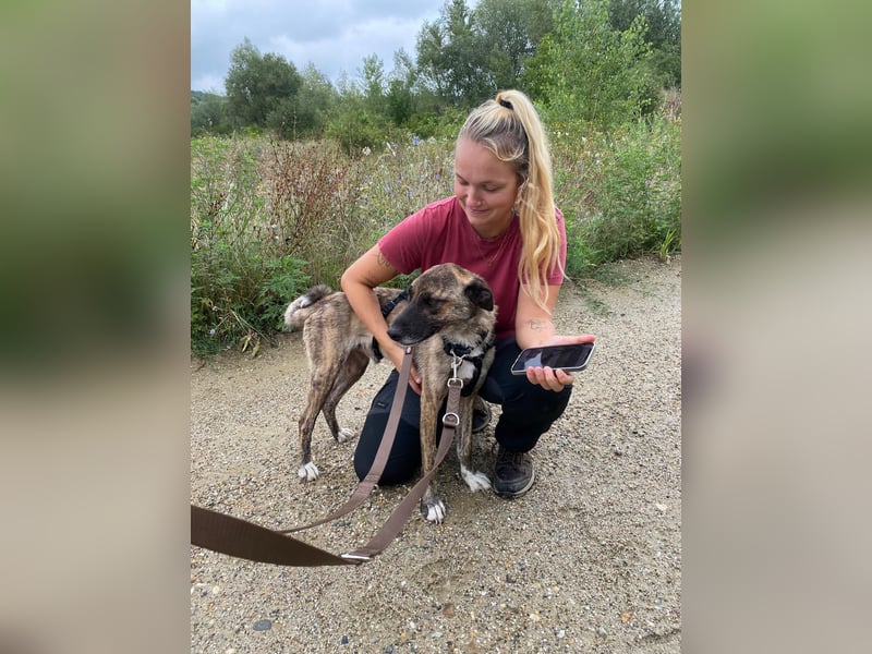 Rocky – Sanfter Herzenskumpel sucht sein Für-Immer-Zuhause