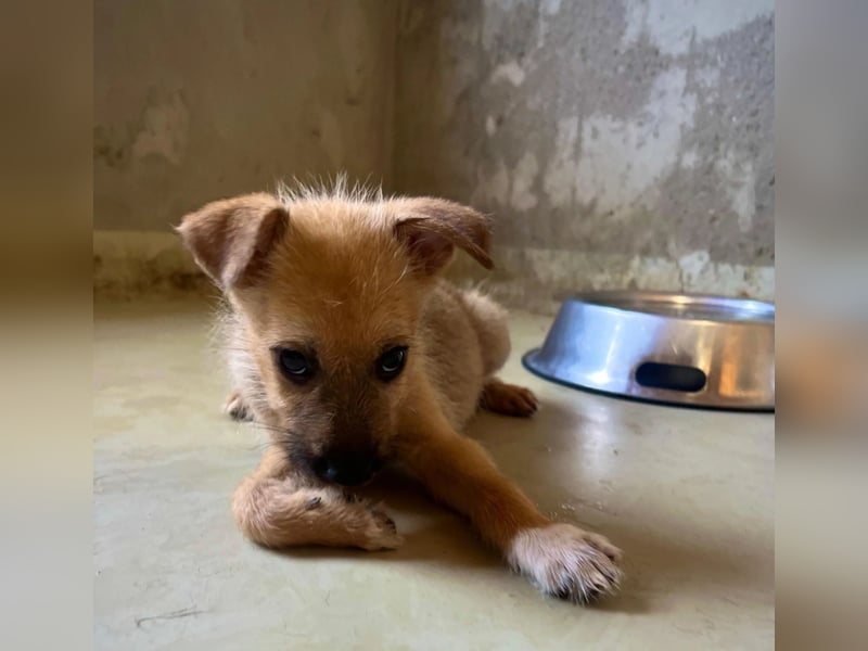 Welpe Fynn sucht ein liebevolles Zuhause und ein kuscheliges Körbchen