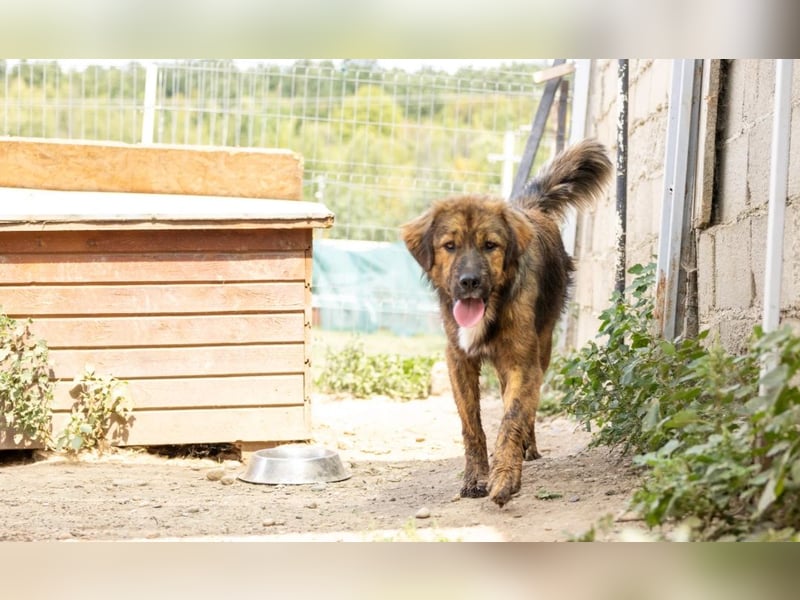 Jungrüde Puiu sucht seine Herzensmenschen - er ist so ein toller Hund !