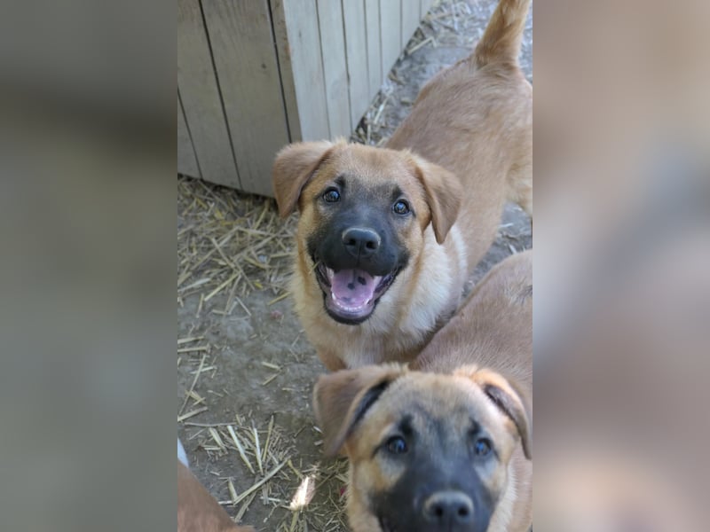 Menschenbezogener Tux sucht Familie
