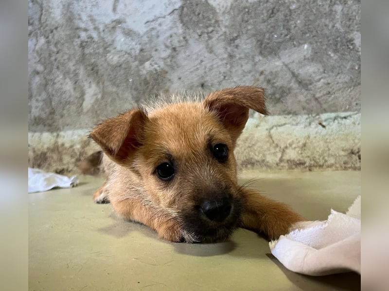 Welpe Fynn sucht ein liebevolles Zuhause und ein kuscheliges Körbchen