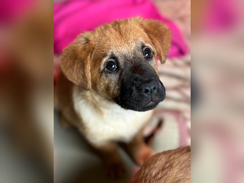 Menschenbezogener Tux sucht Familie
