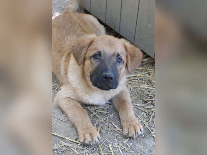 Menschenbezogener Tux sucht Familie