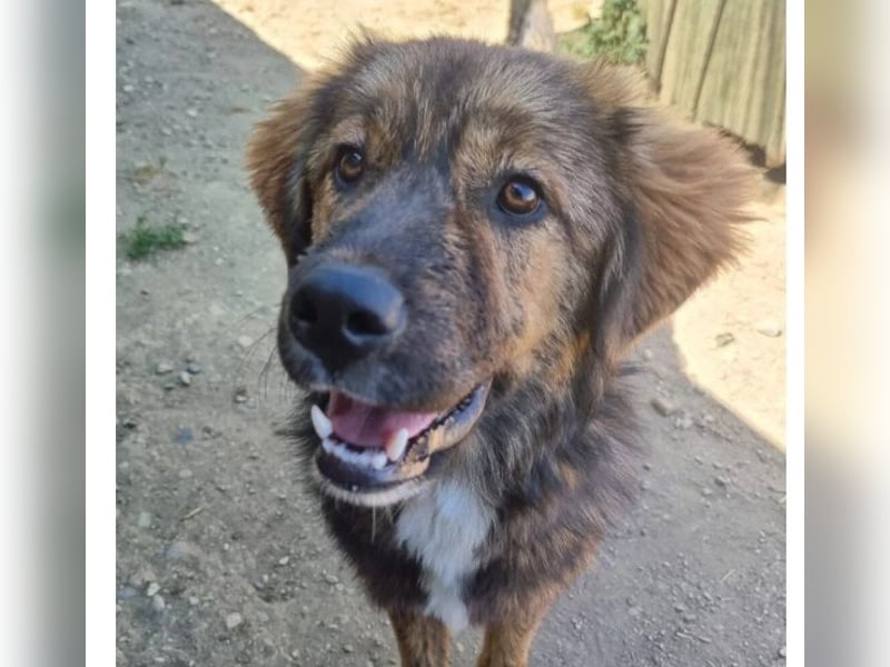 Jungrüde Puiu sucht seine Herzensmenschen - er ist so ein toller Hund !