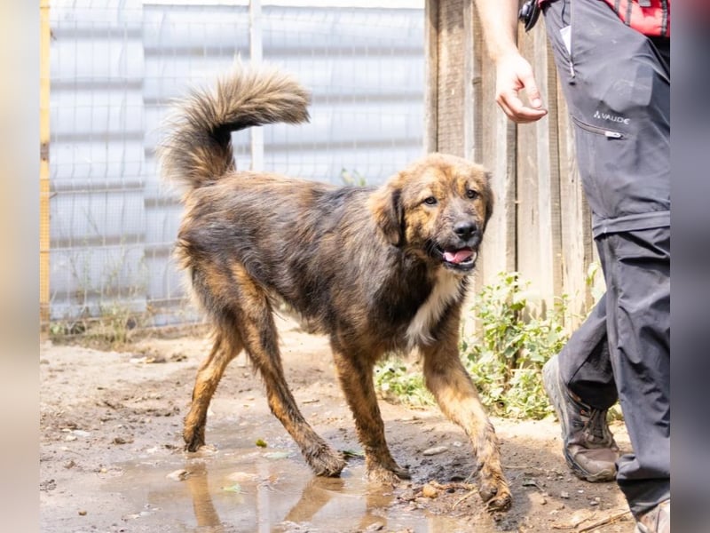 Jungrüde Puiu sucht seine Herzensmenschen - er ist so ein toller Hund !