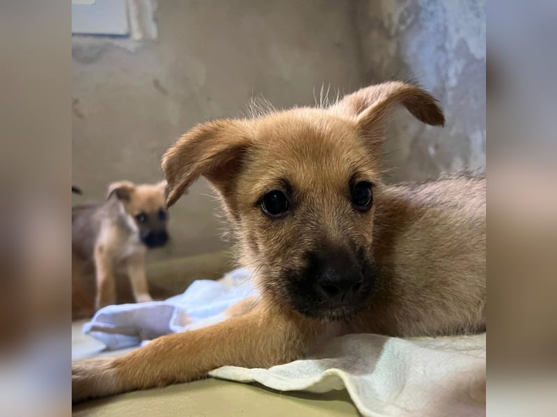 Welpe Fynn sucht ein liebevolles Zuhause und ein kuscheliges Körbchen