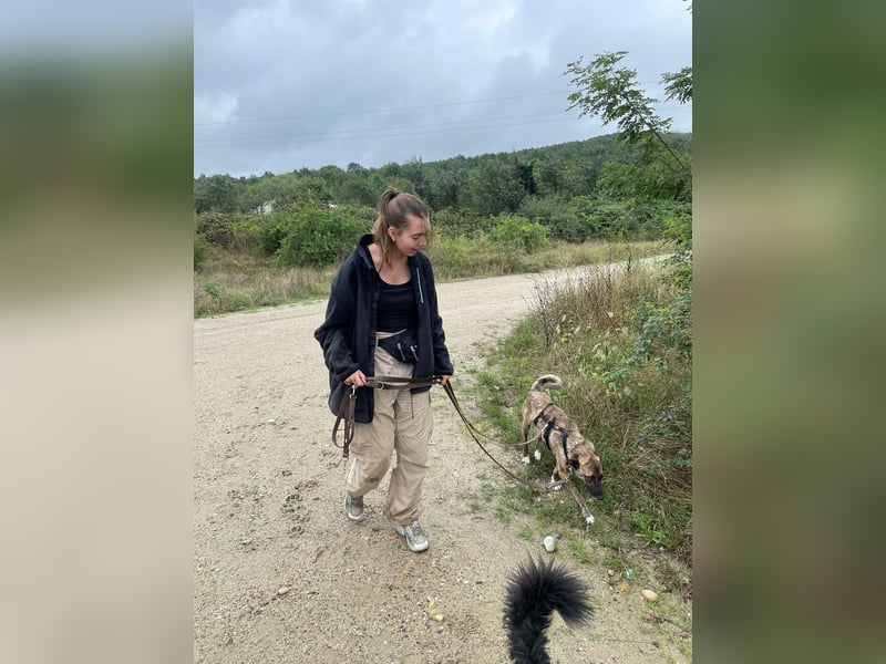 Rocky – Sanfter Herzenskumpel sucht sein Für-Immer-Zuhause