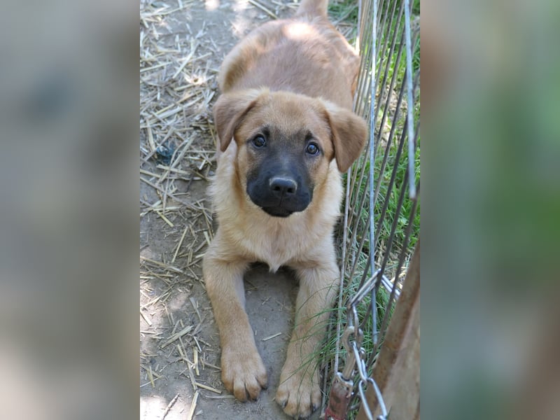 Menschenbezogener Tux sucht Familie