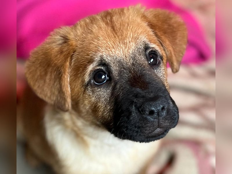 Welpe Tux sucht seine Menschen und ein kuscheliges Körbchen