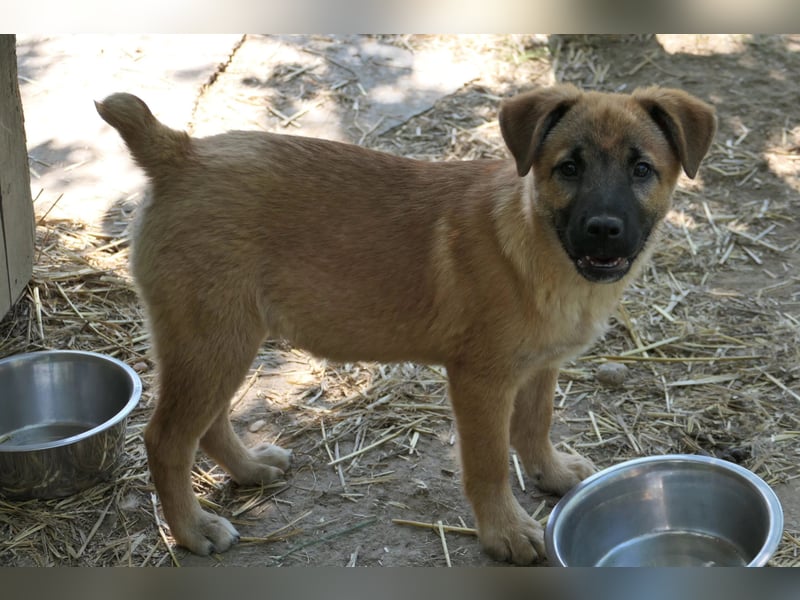 Menschenbezogener Tux sucht Familie