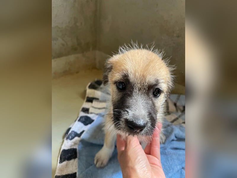 zauberhafter Welpenjunge Fox
