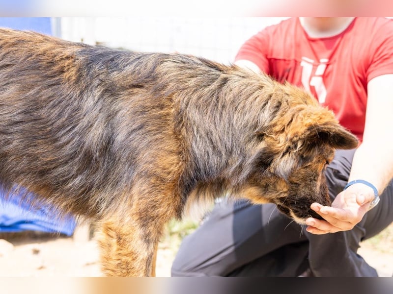 Jungrüde Puiu sucht seine Herzensmenschen - er ist so ein toller Hund !