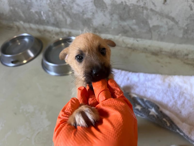 Welpe Fynn sucht ein liebevolles Zuhause und ein kuscheliges Körbchen