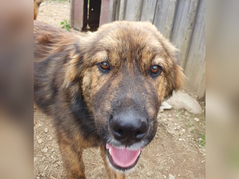 Jungrüde Puiu sucht seine Herzensmenschen - er ist so ein toller Hund !