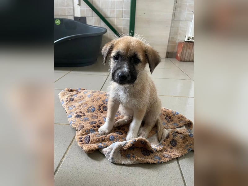 zauberhafter Welpenjunge Fox