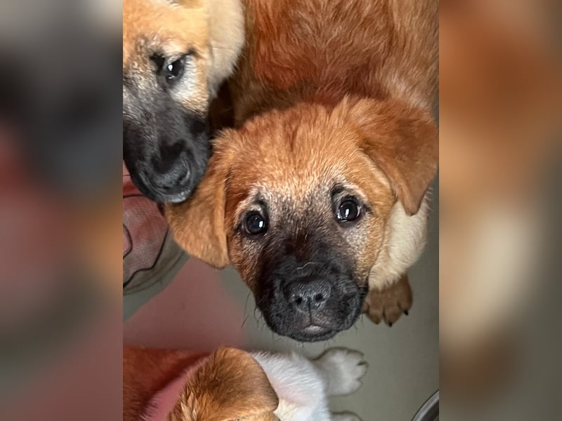 Welpe Tux sucht seine Menschen und ein kuscheliges Körbchen