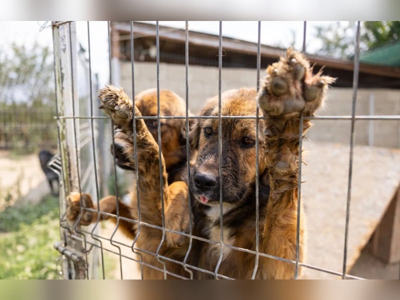 Jungrüde Puiu sucht seine Herzensmenschen - er ist so ein toller Hund !