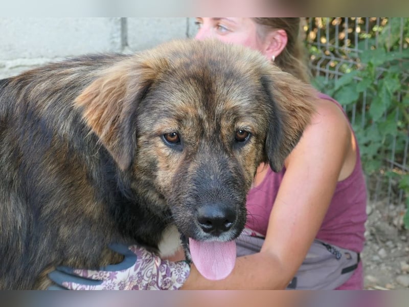 Jungrüde Puiu sucht seine Herzensmenschen - er ist so ein toller Hund !
