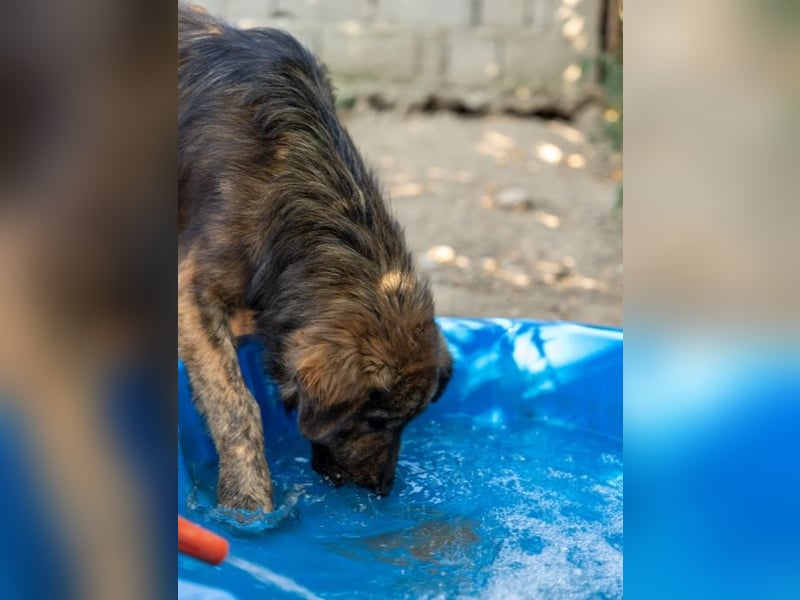 Jungrüde Puiu sucht seine Herzensmenschen - er ist so ein toller Hund !