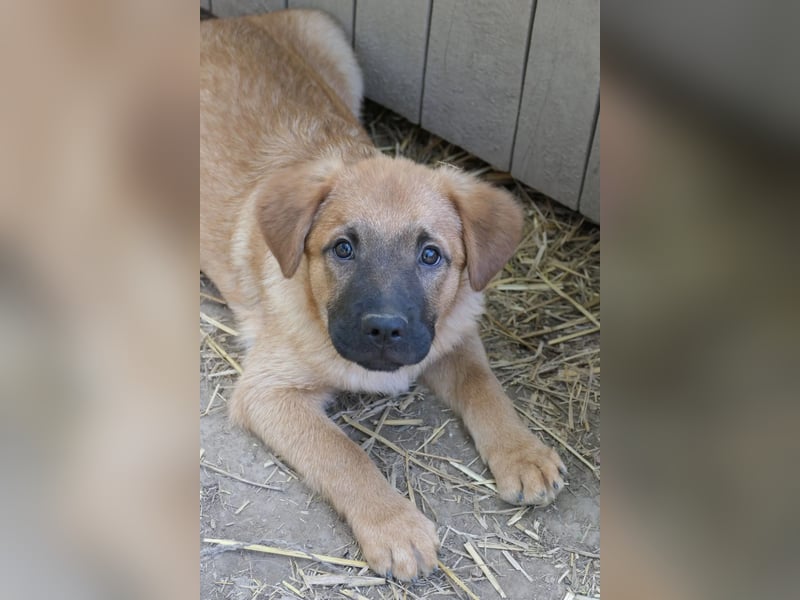 Menschenbezogener Tux sucht Familie