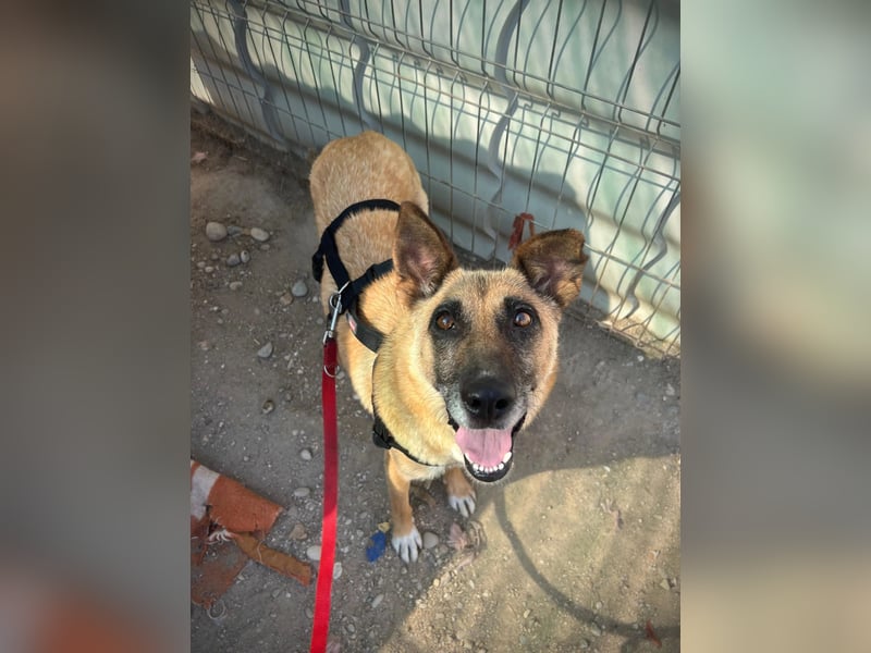 Welpe Fynn sucht ein liebevolles Zuhause und ein kuscheliges Körbchen