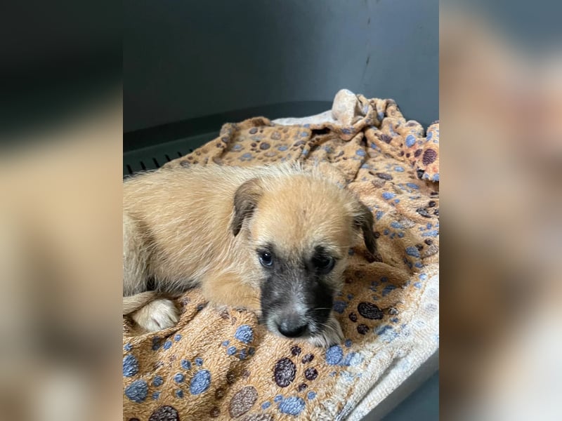 zauberhafter Welpenjunge Fox