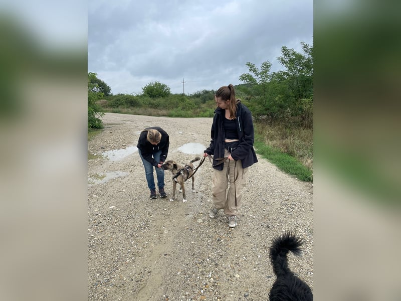 Rocky – Sanfter Herzenskumpel sucht sein Für-Immer-Zuhause
