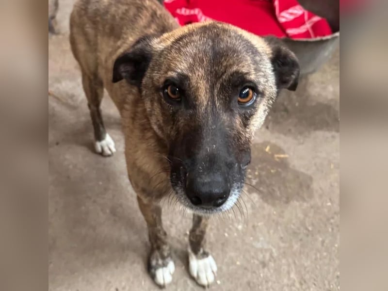 Rocky – Sanfter Herzenskumpel sucht sein Für-Immer-Zuhause