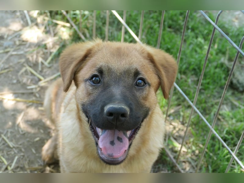 Menschenbezogener Tux sucht Familie