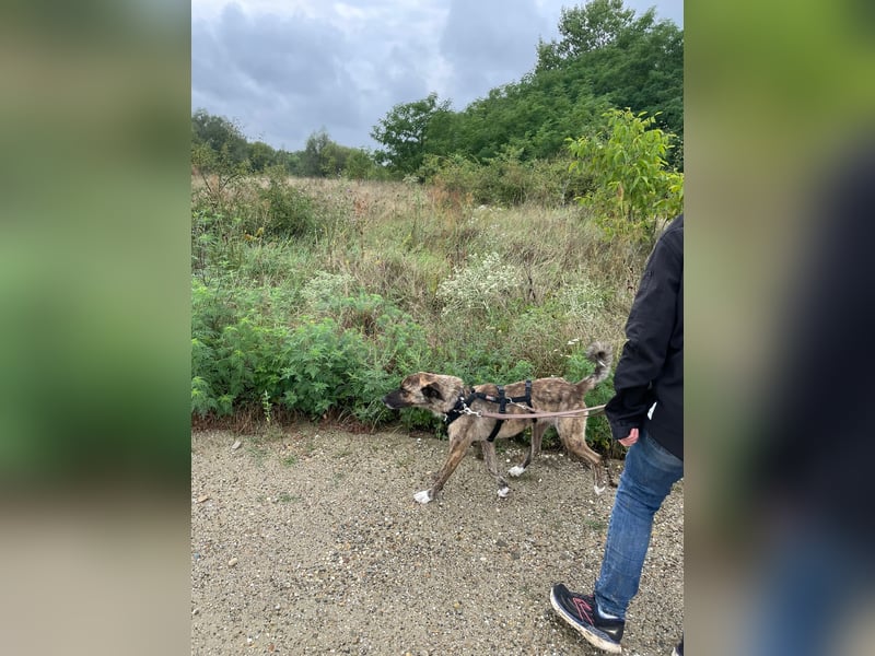 Rocky – Sanfter Herzenskumpel sucht sein Für-Immer-Zuhause