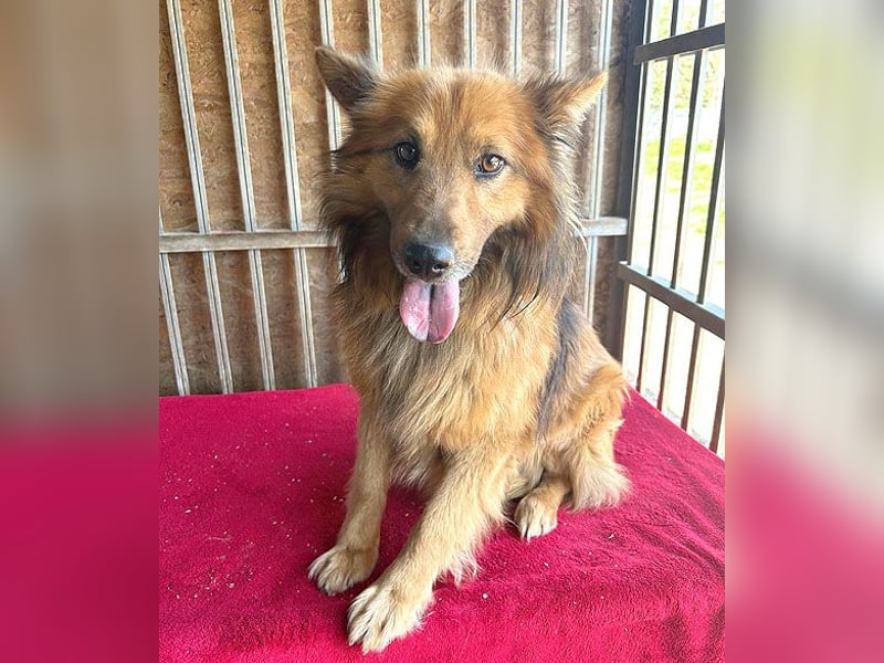 ❤️ superlieber ALFI - 1,5 Jahre, 46cm/16kg - Mischling