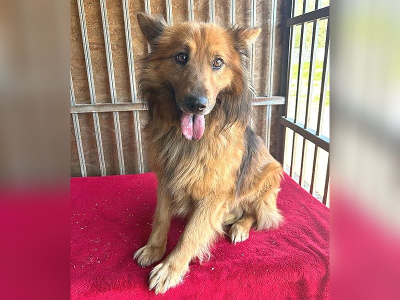 ❤️ superlieber ALFI - 1,5 Jahre, 46cm/16kg - Mischling